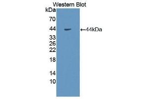 Western Blotting (WB) image for anti-Growth Hormone Receptor (GHR) (AA 315-574) antibody (ABIN3207347) (Growth Hormone Receptor anticorps  (AA 315-574))