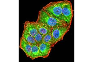 Immunofluorescence analysis of Hela cells using NAA10 mouse mAb (green).