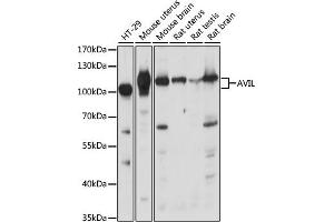 Western blot analysis of extracts of various cell lines, using AVIL antibody (ABIN7265508) at 1:1000 dilution. (Advillin anticorps  (AA 470-819))