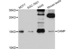 Western blot analysis of extracts of various cell lines, using CAMP Antibody (ABIN5970809) at 1/1000 dilution. (Cathelicidin anticorps)