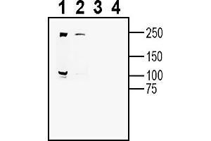 Western blot analysis of mouse  T-cell lymphoma cell line lysate (lanes 1 and 3) and mouse Neuro-2a neuroblastoma cell line lysate (lanes 2 and 4):1-2.