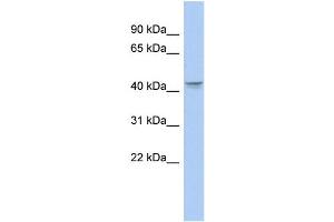 WB Suggested Anti-PTGER3 Antibody Titration:  0. (PTGER3 anticorps  (Middle Region))