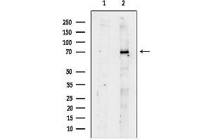 anti-Potassium Inwardly-Rectifying Channel, Subfamily J, Member 5 (KCNJ5) (N-Term) antibody