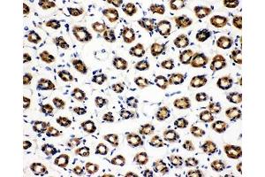 IHC-P: SDHC antibody testing of rat gastric tissue (SDHC anticorps  (N-Term))