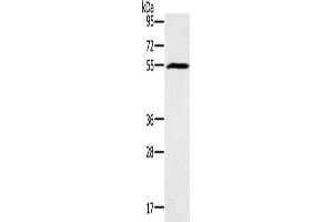 Western Blotting (WB) image for anti-Bone Morphogenetic Protein 6 (BMP6) antibody (ABIN2434349) (BMP6 anticorps)