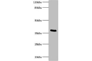Western blot All lanes: Bordella pertussis pertussis toxin subunit 1 antibody at 2 μg/mL + recombinant Bordella pertussis pertussis toxin subunit 1 100 ng Secondary Goat polyclonal to rabbit IgG at 1/1000 dilution Predicted band size: 36 kDa Observed band size: 36 kDa (PtxA (AA 35-269) anticorps)