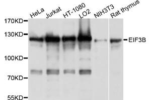 Western blot analysis of extracts of various cell lines, using EIF3B antibody (ABIN4903561) at 1:1000 dilution. (EIF3B anticorps)