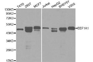 Western blot analysis of extracts of various cell lines, using EEF1A1 antibody. (eEF1A1 anticorps)