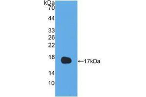 Western blot analysis of recombinant Human IL13. (IL-13 anticorps  (AA 25-146))