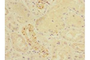 Immunohistochemistry of paraffin-embedded human kidney tissue using ABIN7149052 at dilution of 1:100