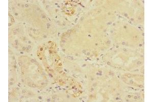 Immunohistochemistry of paraffin-embedded human kidney tissue using ABIN7149052 at dilution of 1:100 (CRIP1 anticorps  (AA 1-77))