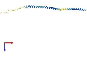 AlphaFold protein structure predicition of Human Recombinant MRFAP1 Protein, UniprotID Q9Y605