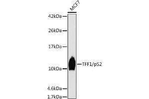 Western blot analysis of extracts of MCF7 cells, using TFF1/pS2 antibody (ABIN7270972) at 1:1000 dilution. (TFF1 anticorps  (pSer2))