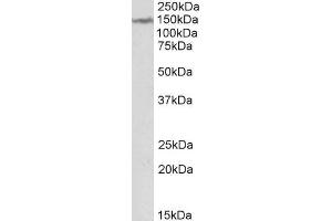 ABIN571234 (2µg/ml) staining of Human Cerebellum lysate (35µg protein in RIPA buffer).