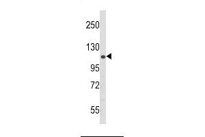 Western blot analysis of PERK Antibody (N-term ) (ABIN392617 and ABIN2842134) in 293 cell line lysates (35 μg/lane).