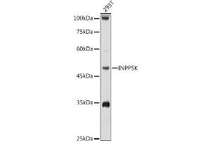 Western blot analysis of extracts of 293T cells, using INPP5K antibody (ABIN6132112, ABIN6142473, ABIN6142474 and ABIN6223771) at 1:1000 dilution. (INPP5K anticorps  (AA 149-448))