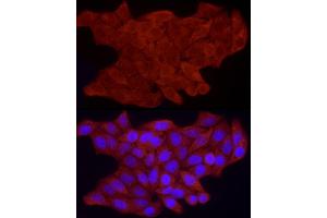 Immunofluorescence analysis of HeLa cells using FHL3 Rabbit pAb  at dilution of 1:100 (40x lens). (FHL3 anticorps  (AA 1-280))