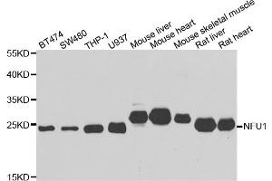 Western blot analysis of extracts of various cell lines, using NFU1 antibody (ABIN5975479) at 1/1000 dilution. (NFU1 anticorps)