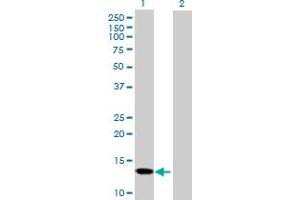 Western Blot analysis of SNCG expression in transfected 293T cell line by SNCG MaxPab polyclonal antibody. (SNCG anticorps  (AA 1-127))