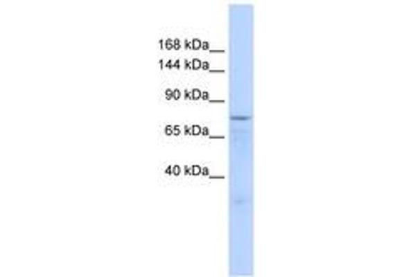 Zinc Finger Protein 62 (ZFP62) (AA 271-320) anticorps