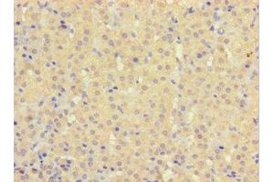 Immunohistochemistry of paraffin-embedded human adrenal gland tissue using ABIN7154959 at dilution of 1:100 (HEBP2 anticorps  (AA 2-205))