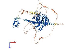 AlphaFold protein structure predicition of Human Recombinant RFWD3 Protein, UniprotID Q6PCD5