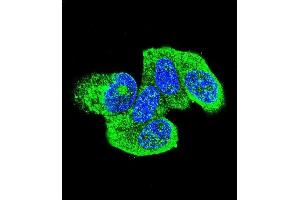 Confocal immunofluorescent analysis of HRAS Antibody (C-term) (ABIN655622 and ABIN2845102) with MCF-7 cell followed by Alexa Fluor 488-conjugated goat anti-rabbit lgG (green). (HRAS anticorps  (C-Term))