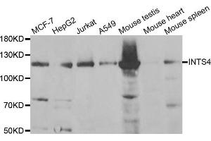 Western blot analysis of extracts of various cell lines, using INTS4 antibody (ABIN5973752) at 1/1000 dilution. (INTS4 anticorps)