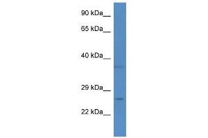 Western Blot showing CHCHD6 antibody used at a concentration of 1. (CHCHD6 anticorps  (N-Term))