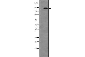 Western blot analysis of ATRN expression in A549 cell line lysates ,The lane on the left is treated with the antigen-specific peptide. (Attractin anticorps  (N-Term))