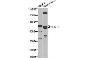 Western blot analysis of extracts of various cell lines, using TRAF4 antibody. (TRAF4 anticorps)