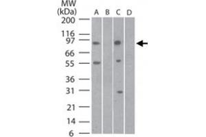 Western bot analysis of Tlr11 in mouse testis lysate in A) the absence and B) presence of blocking peptide and rat testis lysate in C) the absence and D) presence of blocking peptide using Tlr11 polyclonal antibody  at 3 ug/mL .