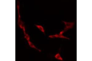 ABIN6274479 staining 293 cells by IF/ICC. (IP6K3 anticorps  (Internal Region))