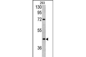 Western blot analysis of LRG1 antibody (Center) (ABIN390660 and ABIN2840956) in 293 cell line lysates (35 μg/lane). (LRG1 anticorps  (AA 194-223))
