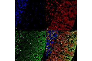 Immunohistochemistry analysis using Mouse Anti-Alpha Synuclein Monoclonal Antibody, Clone 3C11 (ABIN5564054). (SNCA anticorps  (Atto 390))
