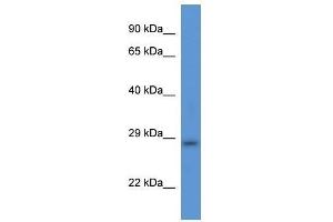 Western Blot showing Tmem33 antibody used at a concentration of 1. (TMEM33 anticorps  (Middle Region))