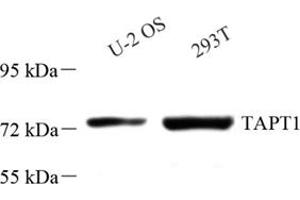 Western blot analysis of TAPT1 (ABIN7075986),at dilution of 1: 2000 (TAPT1 anticorps)