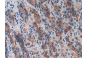 DAB staining on IHC-P; Samples: Rat Stomach Tissue (LRRC32 anticorps  (AA 162-405))