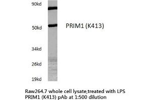 Western blot (WB) analysis of PRIM1 antibody in extracts from Raw264. (PRIM1 anticorps)