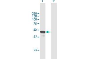 Western Blot analysis of BLZF1 expression in transfected 293T cell line by BLZF1 MaxPab polyclonal antibody. (BLZF1 anticorps  (AA 1-400))