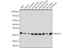 PGAM1 anticorps