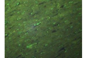 Detection of H3 in Rat Heart Tissue using Polyclonal Antibody to Histone H3 (H3)