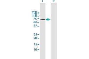 Western Blot analysis of L3MBTL4 expression in transfected 293T cell line by L3MBTL4 MaxPab polyclonal antibody. (L3MBTL4 anticorps  (AA 1-534))