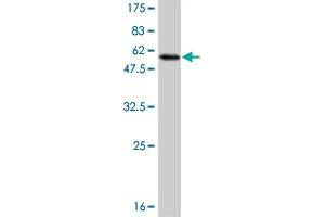 Western Blot detection against Immunogen (53. (MLF2 anticorps  (AA 1-248))