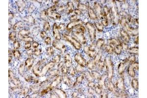 IHC testing of FFPE rat kidney tissue with Thrombopoietin antibody at 1ug/ml. (Thrombopoietin anticorps)