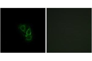 Immunofluorescence analysis of A549 cells, using RAD Antibody. (RRAD anticorps  (AA 41-90))
