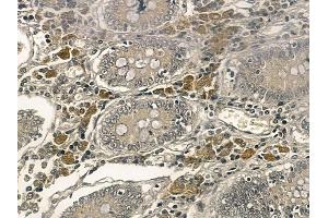 BZW1 Mouse Monoclonal Antibody at 1/100 staining rat testis tissue by IHC-P. (BZW1 anticorps)