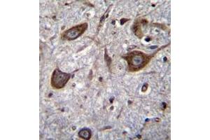 Immunohistochemistry analysis in formalin fixed and paraffin embedded human brain tissue reacted with Glutamate receptor 4 / GLUR4 Antibody (Center) followed by peroxidase conjugation of the secondary antibody and DAB staining. (GRIA4 anticorps  (Middle Region))