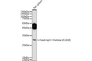 Western blot analysis of extracts of Rat spleen, using Neutrophil Elastase (ELANE) antibody (ABIN6131604, ABIN6140110, ABIN6140111 and ABIN6216843) at 1:500 dilution. (ELANE anticorps  (AA 30-267))