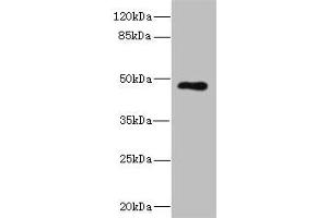 Western blot All lanes: KIR3DL3 antibody at 1. (KIR3DL3 anticorps  (AA 26-322))